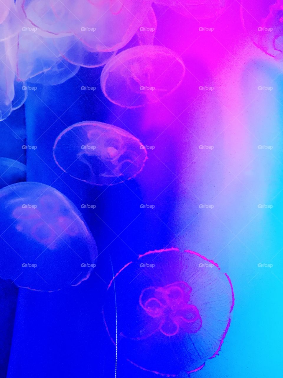 My little weekend with this huage Aquarium of small Jellyfish. Very amazing place with a lot of species from the ocean