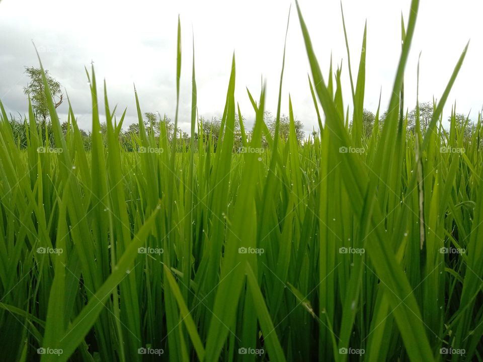 green rice plants that thrive in the fields.
