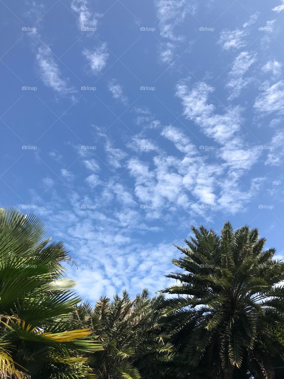 Green trees and blue sky