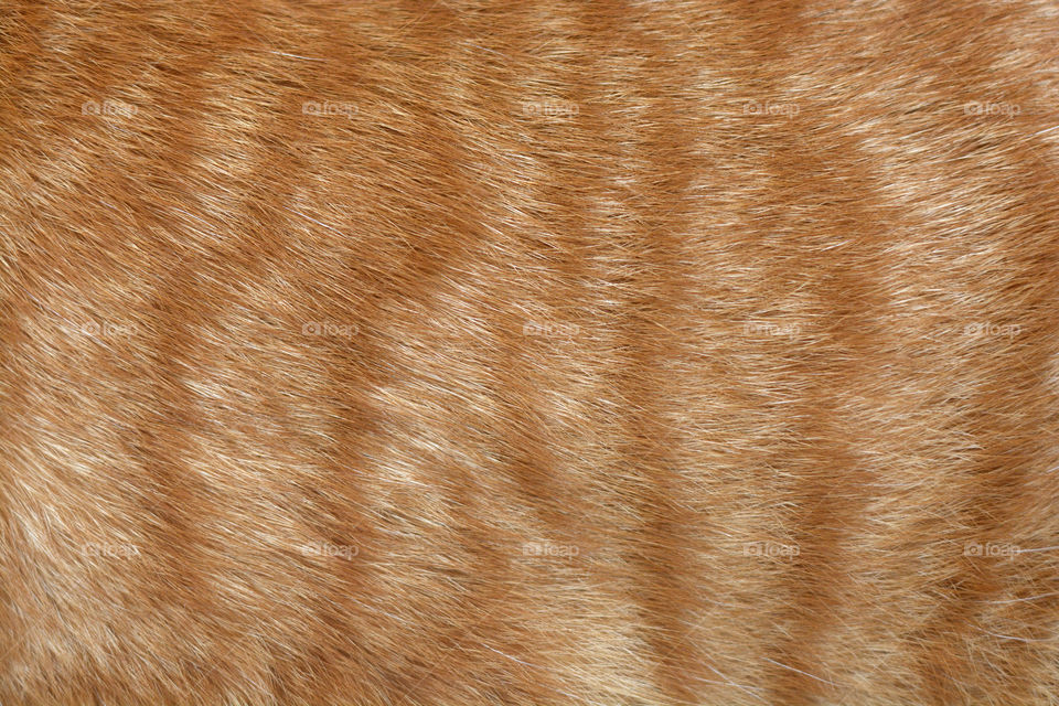 Ginger cat fur texture background