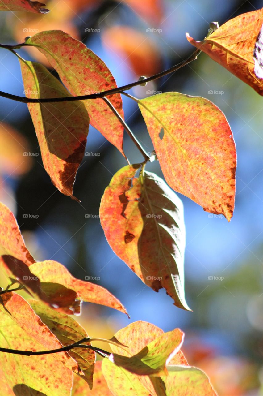 Fall leaves