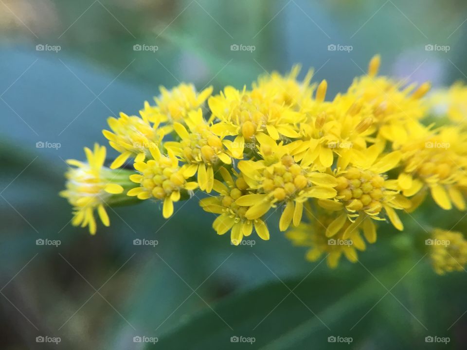 Goldenrod