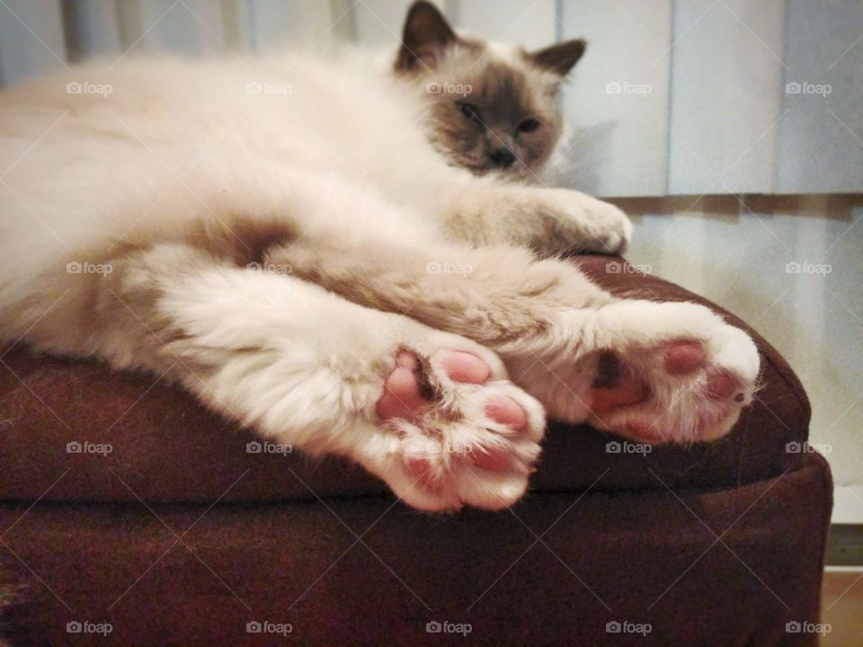 Birman cat lying with his paws stretched out.