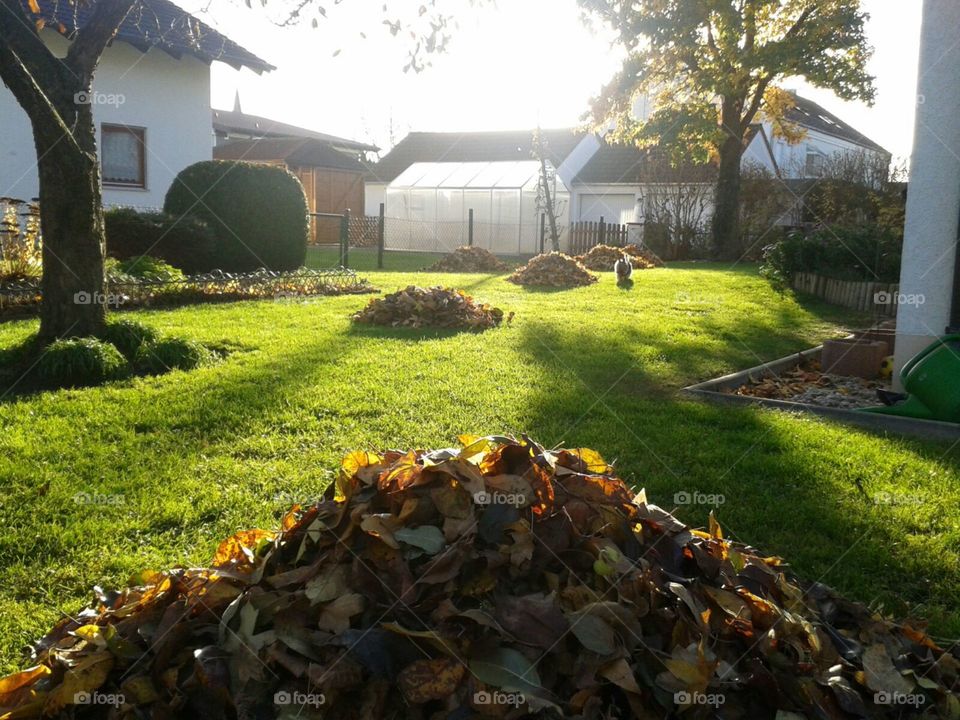 Garden, Lawn, Flower, Yard, No Person