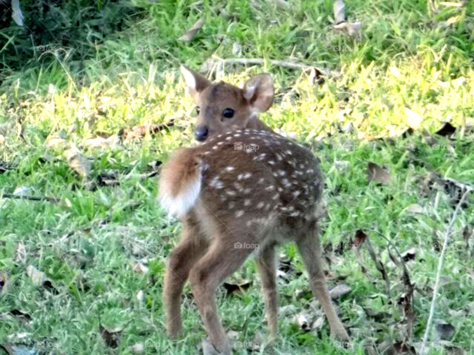 Deer child. 
Taked photo in Assam  Kaziranga in national park .