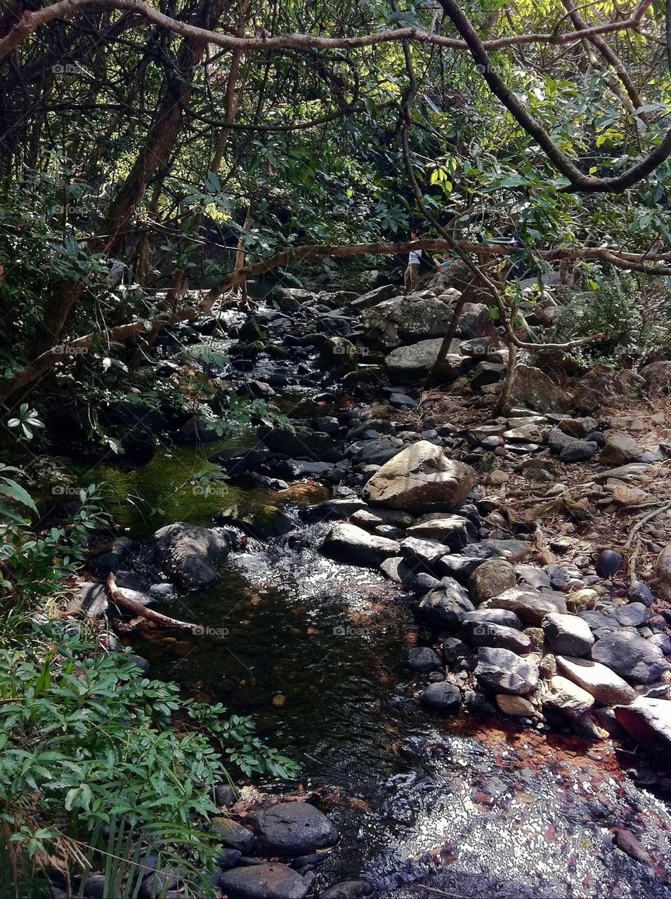 enchanted lens exploring forest with streams and rocks