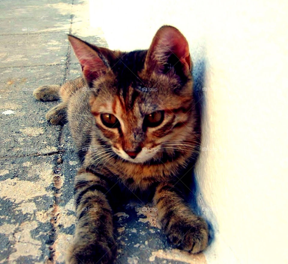 cat mammals cute playful by merethe