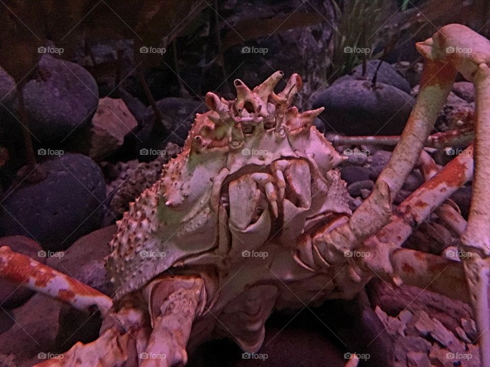 Kind Crab