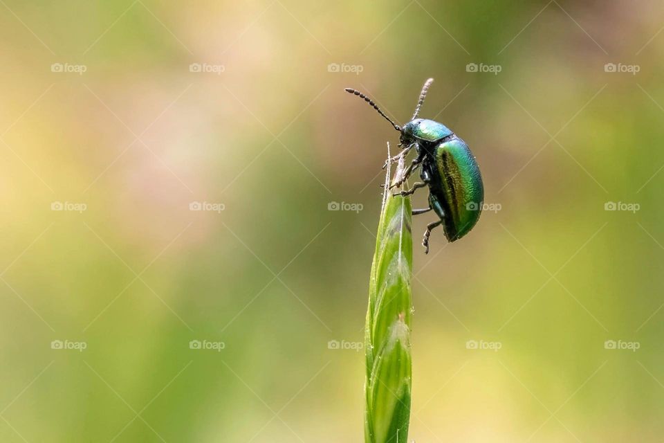 A Green Dock Beetle finds the apex. 