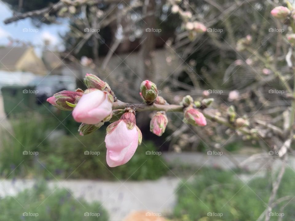 Almond tree first bud