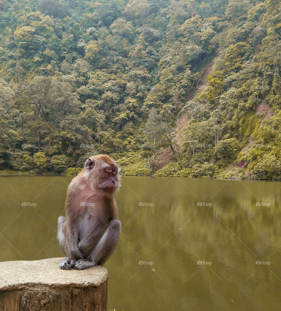 Sad monkey in the lake