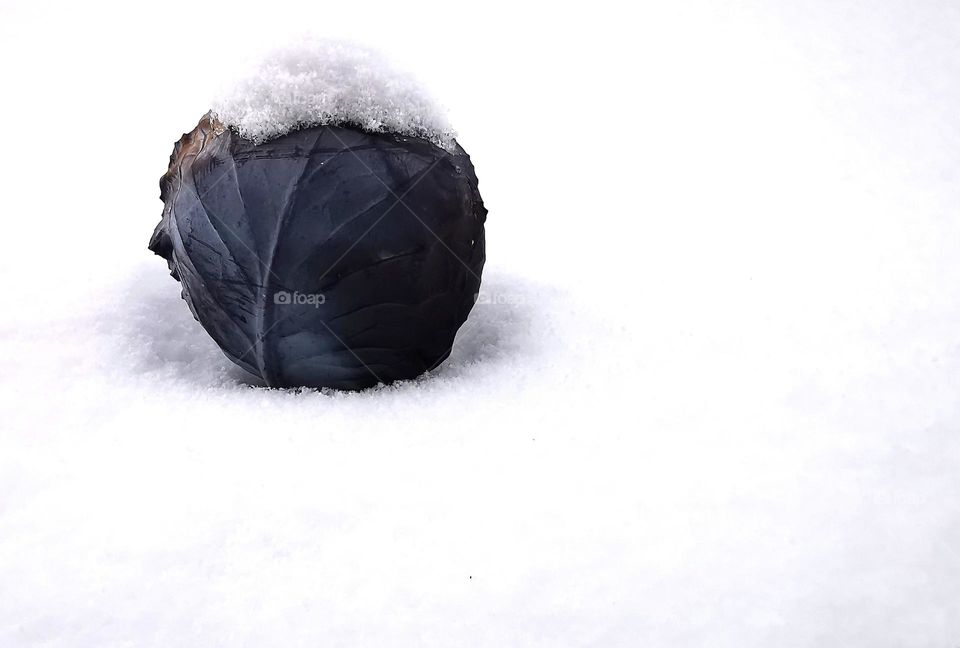 cabbage blue shining on snow;so pleasing