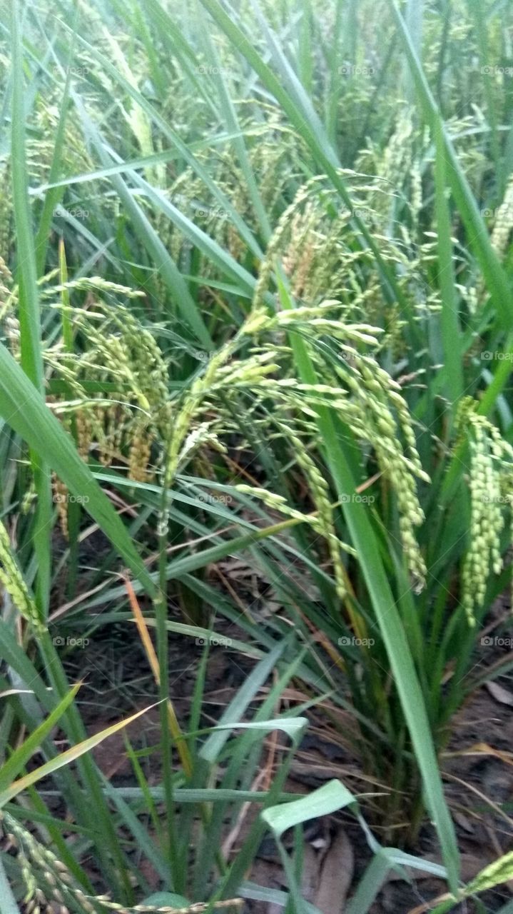 greenish rice crop