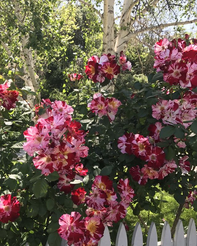 Rose bushes