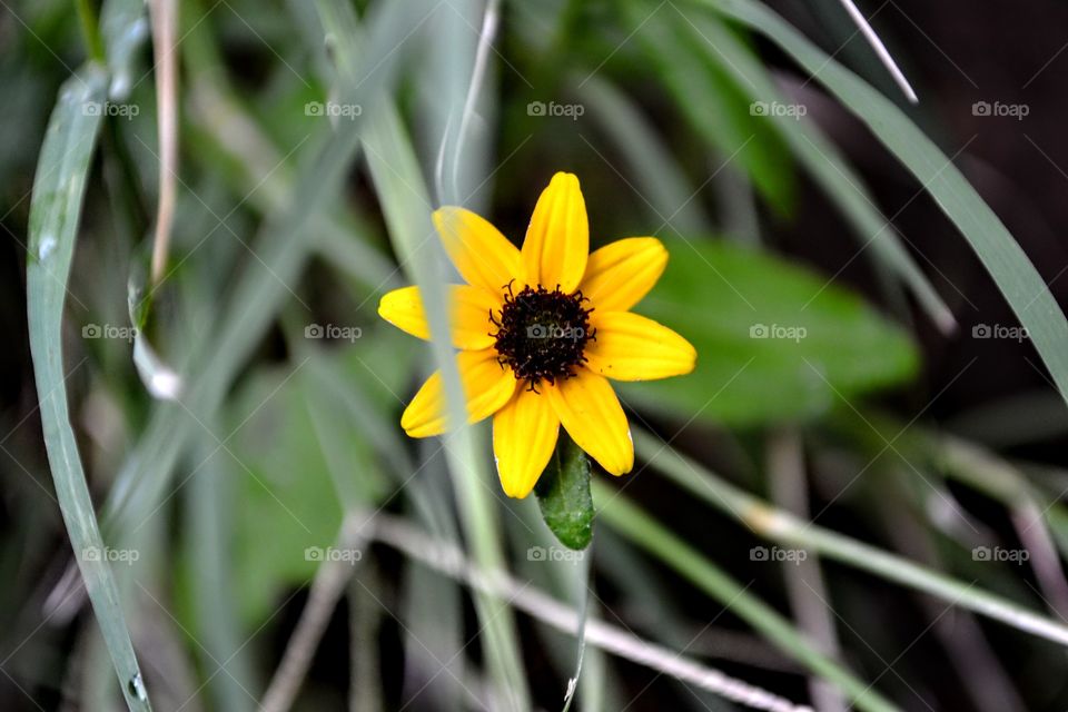 Fotografía de una hermosa flor color amarilla, que encontré en un parque.