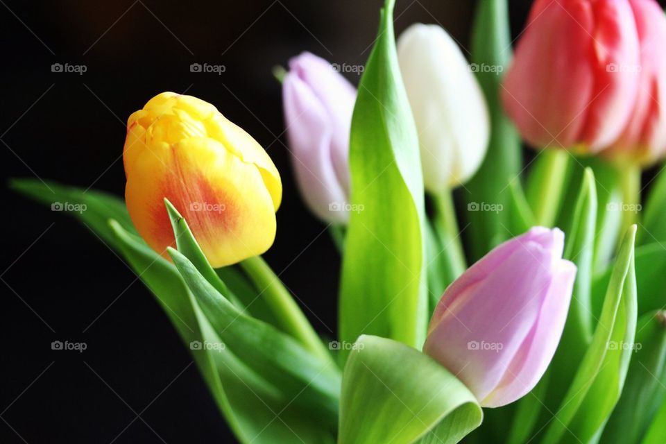 tulip