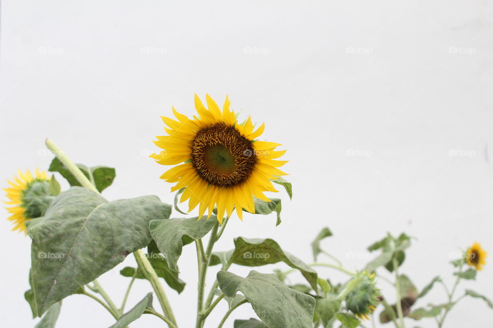 Terkeren 11+ Foto Bunga Matahari Hd - Gambar Bunga Indah