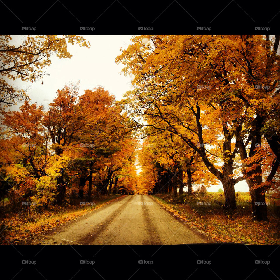 rosemont on leaves road fall by jelinc