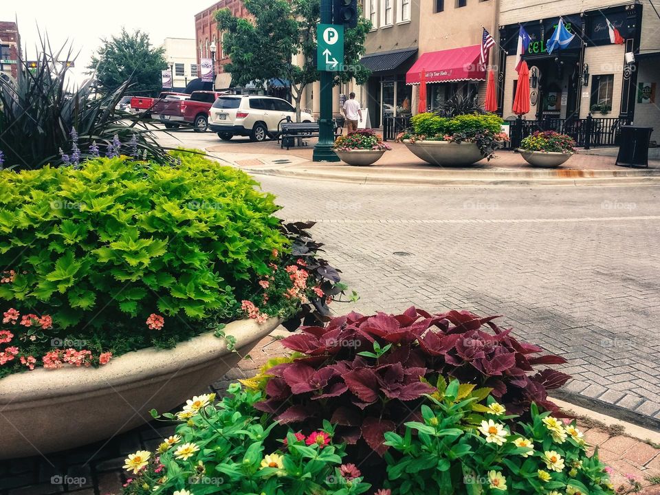 Flower Pots Downtown