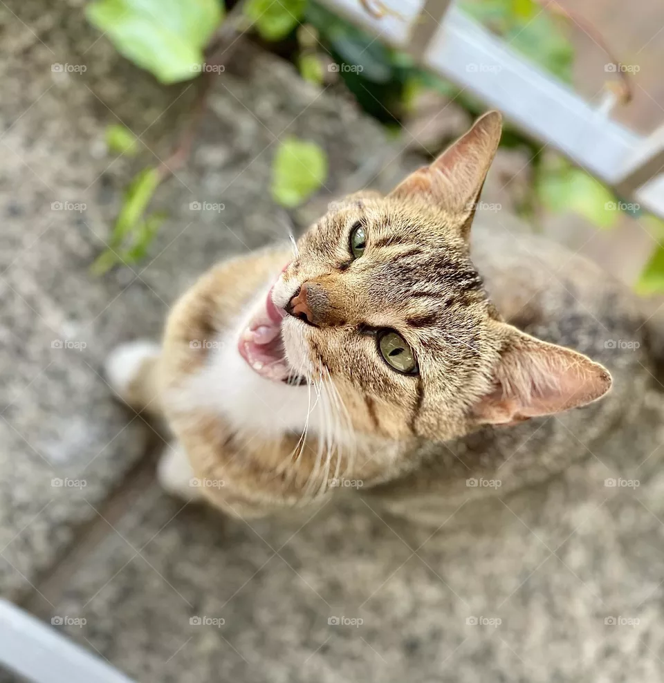 Wild cat 