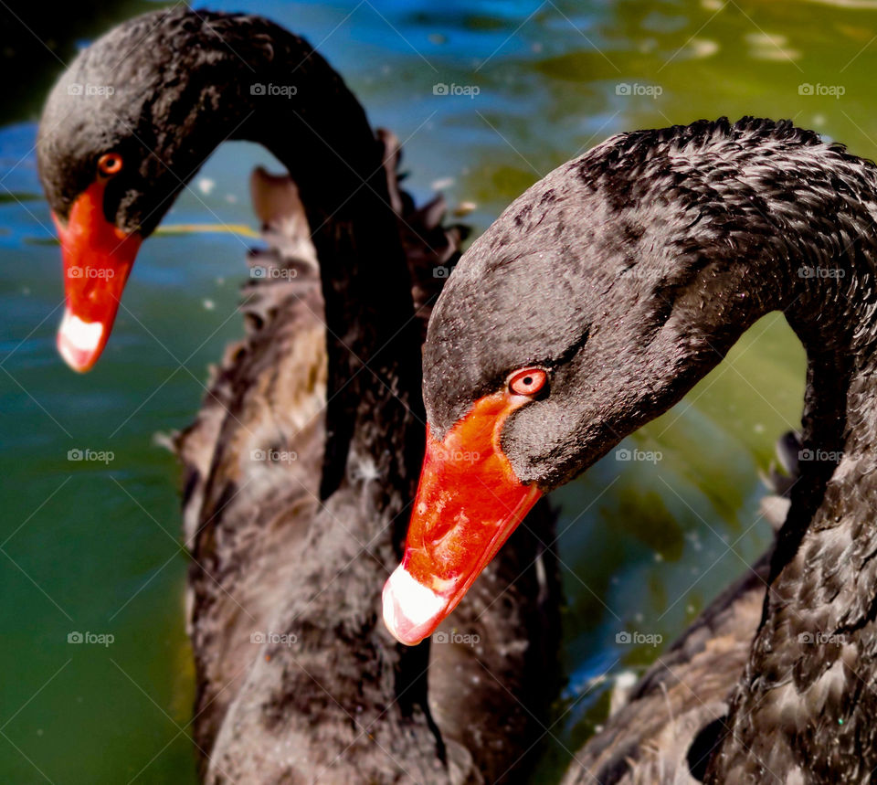 A couple of black swans