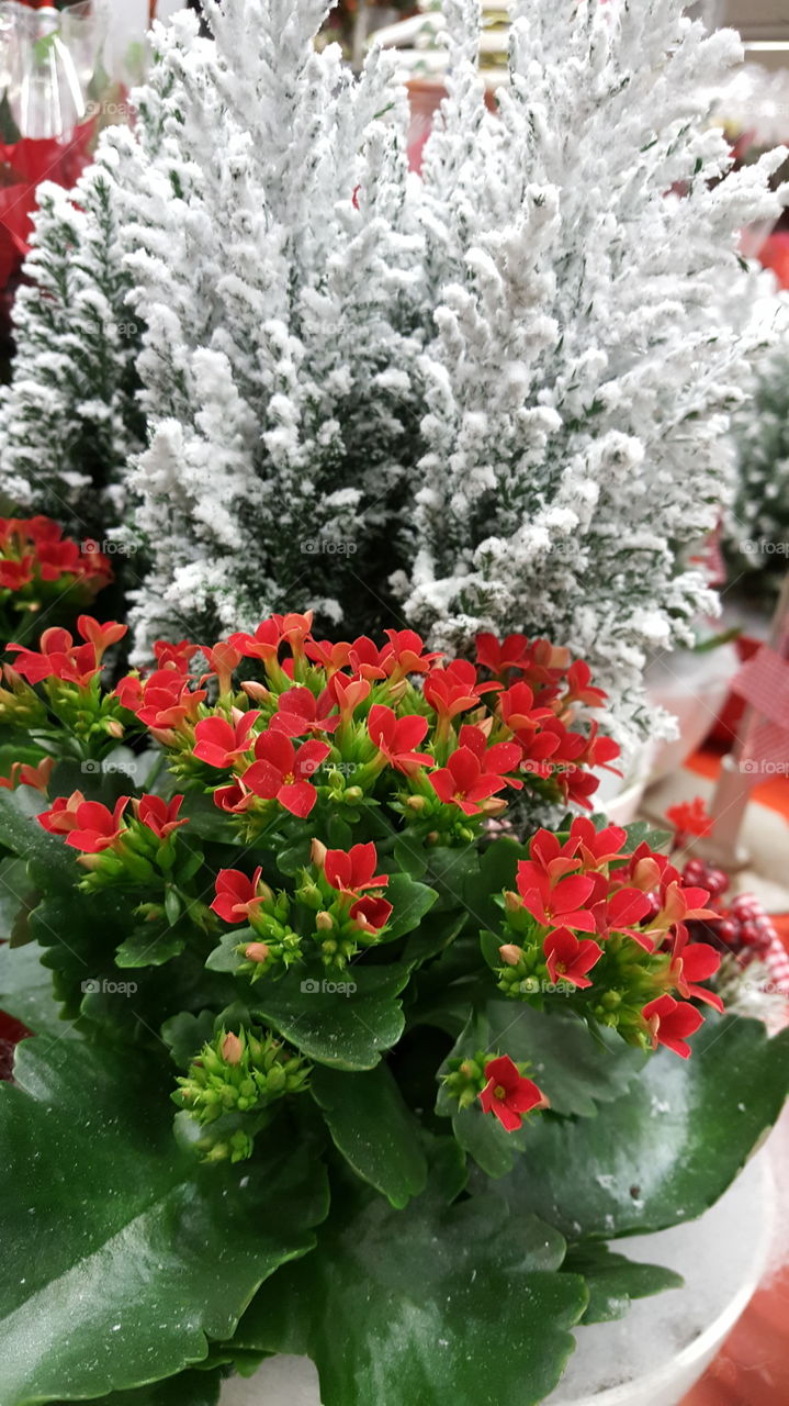 red flowers so nice milano duomo travel Amazing