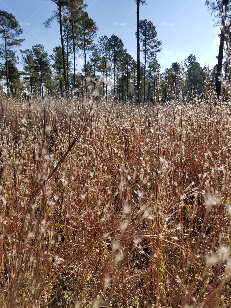 long blue stem