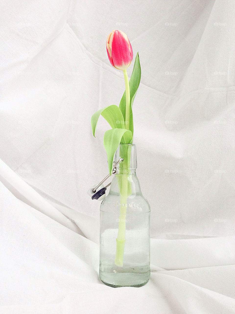 green spring pink flower by marimax