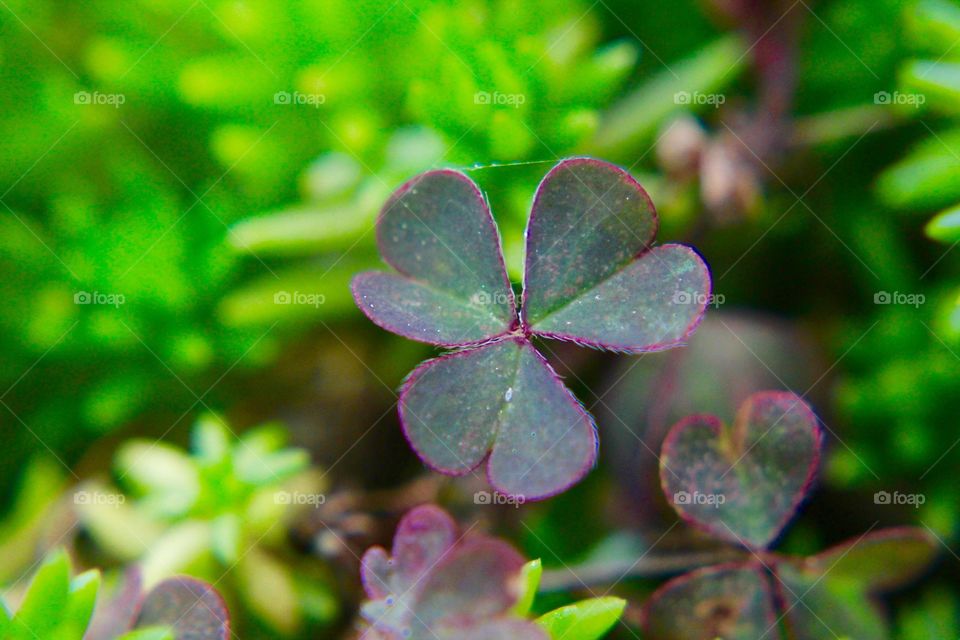 Tiny clover