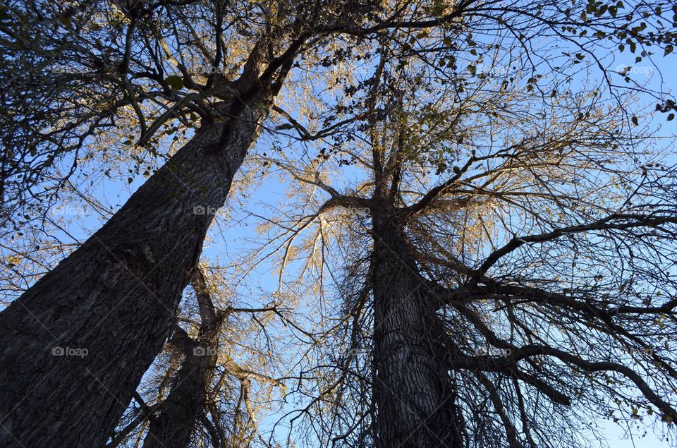 Trees in the park