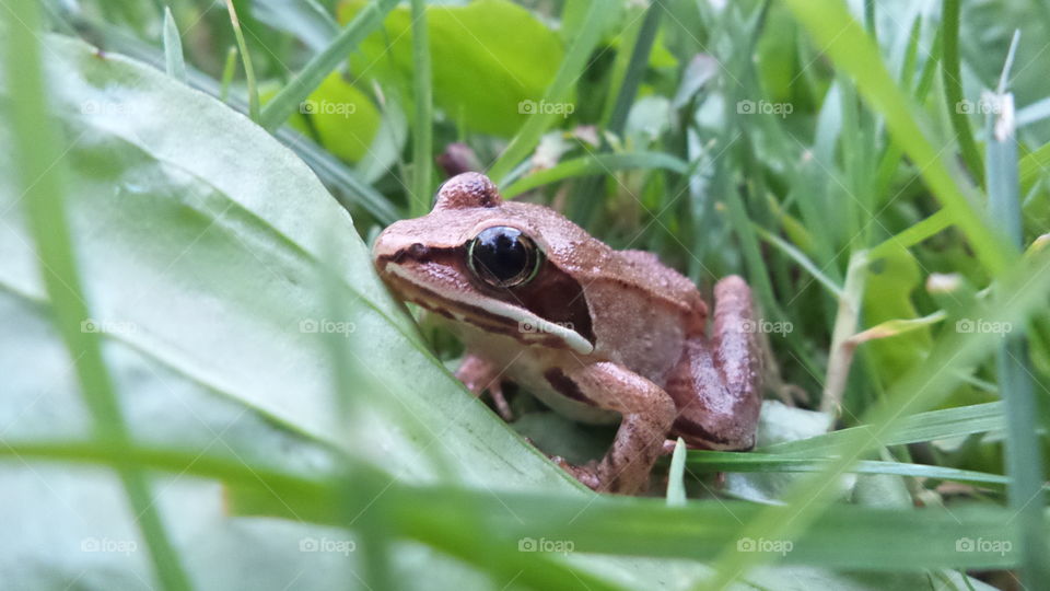 Toad in the Greenhub