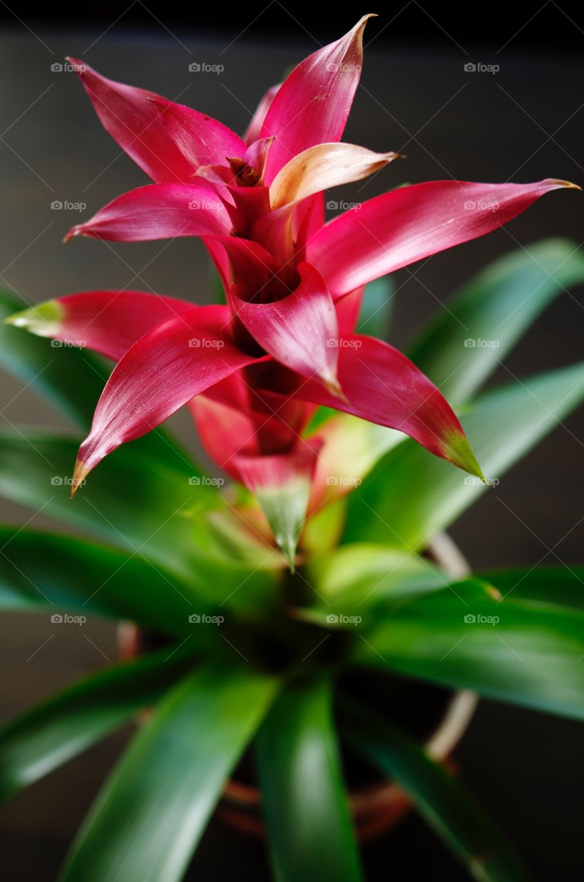 Bromeliad