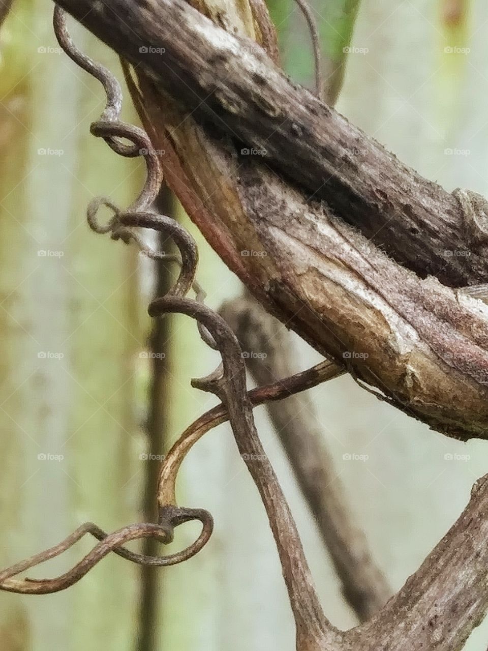 old part of a vine