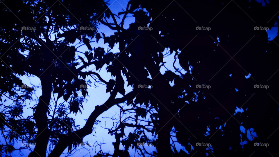 Illuminating the trees with the light of the sky, is unveiling the silhouette of the night.