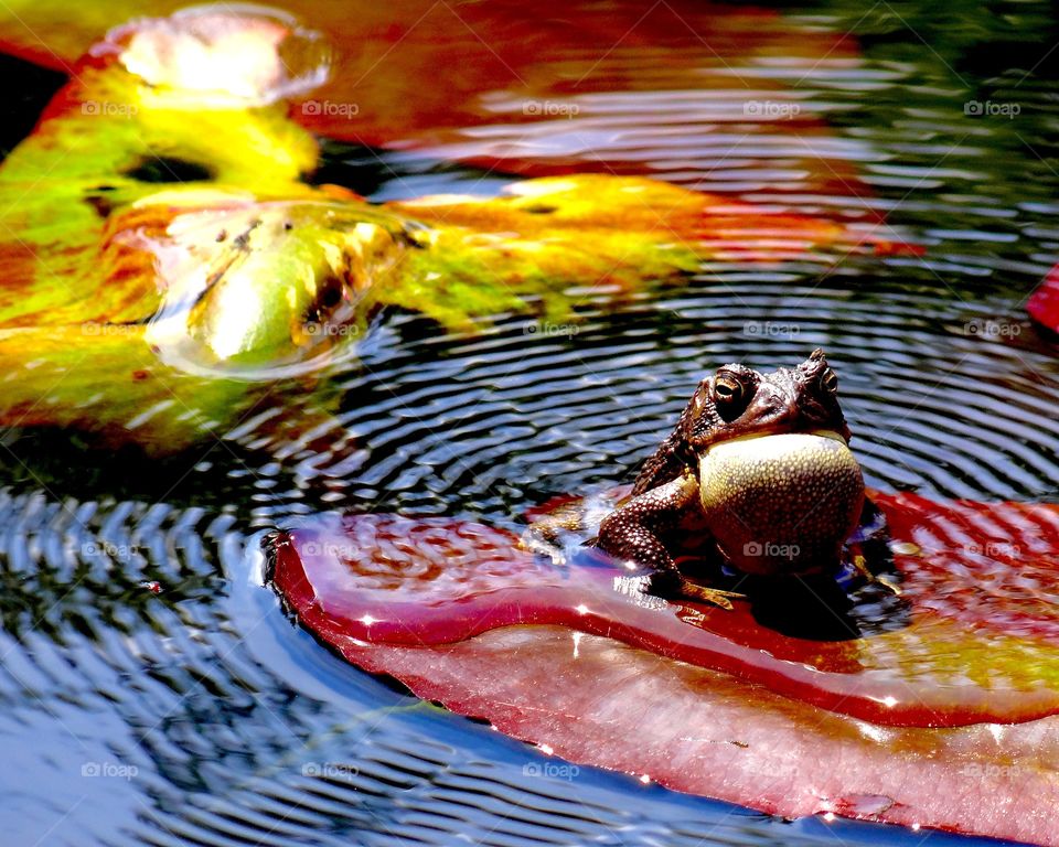 toad on a red lily pad making the call out to all the ladies. His mating call sends ripples out across the water.