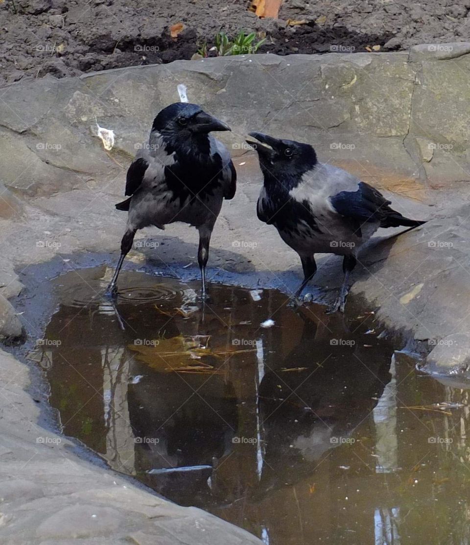 Crowns near a puddle