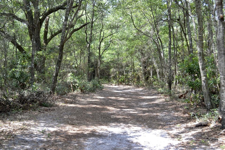 A sandy pathway through pine and oak trees