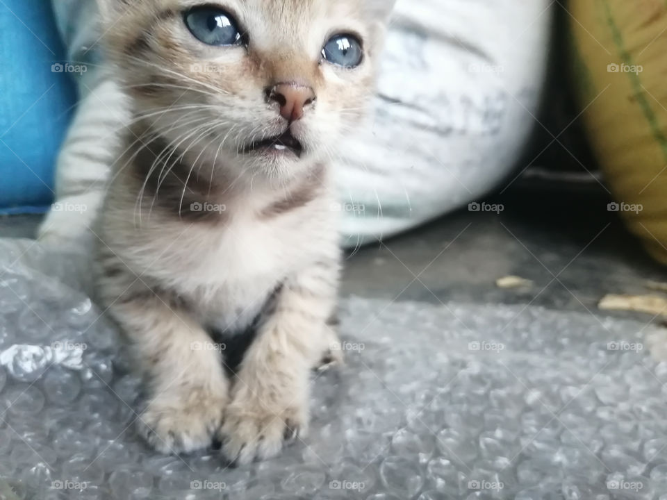 Beautiful eyes of brown  kitten. Looking so cute and loveable.