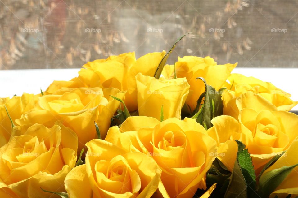 Yellow roses