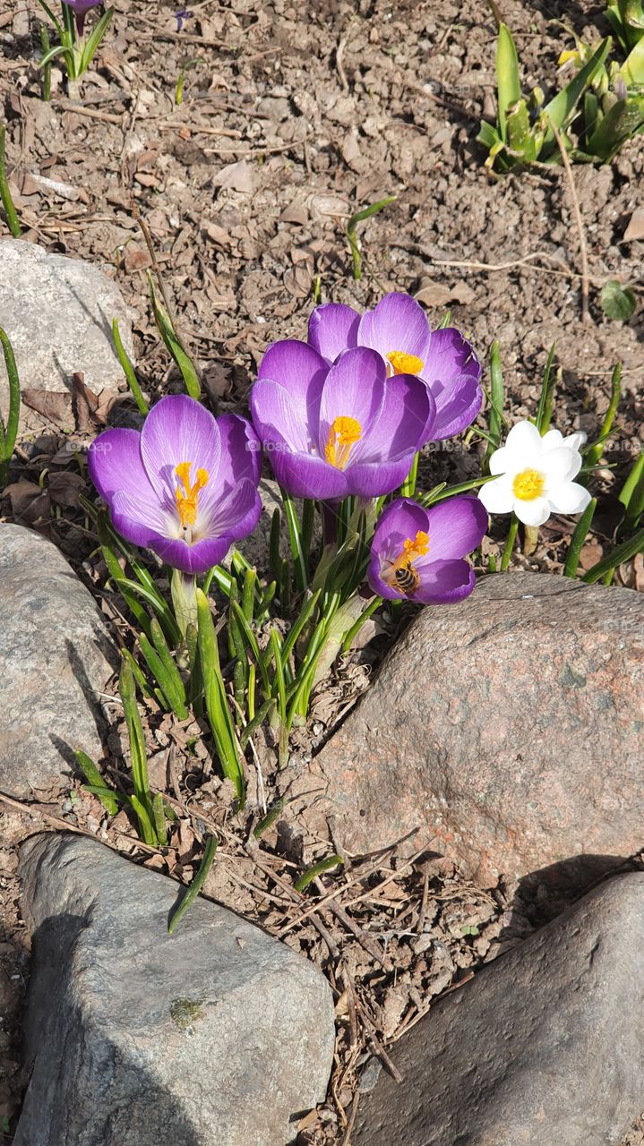 crocuses and a bee in early spring