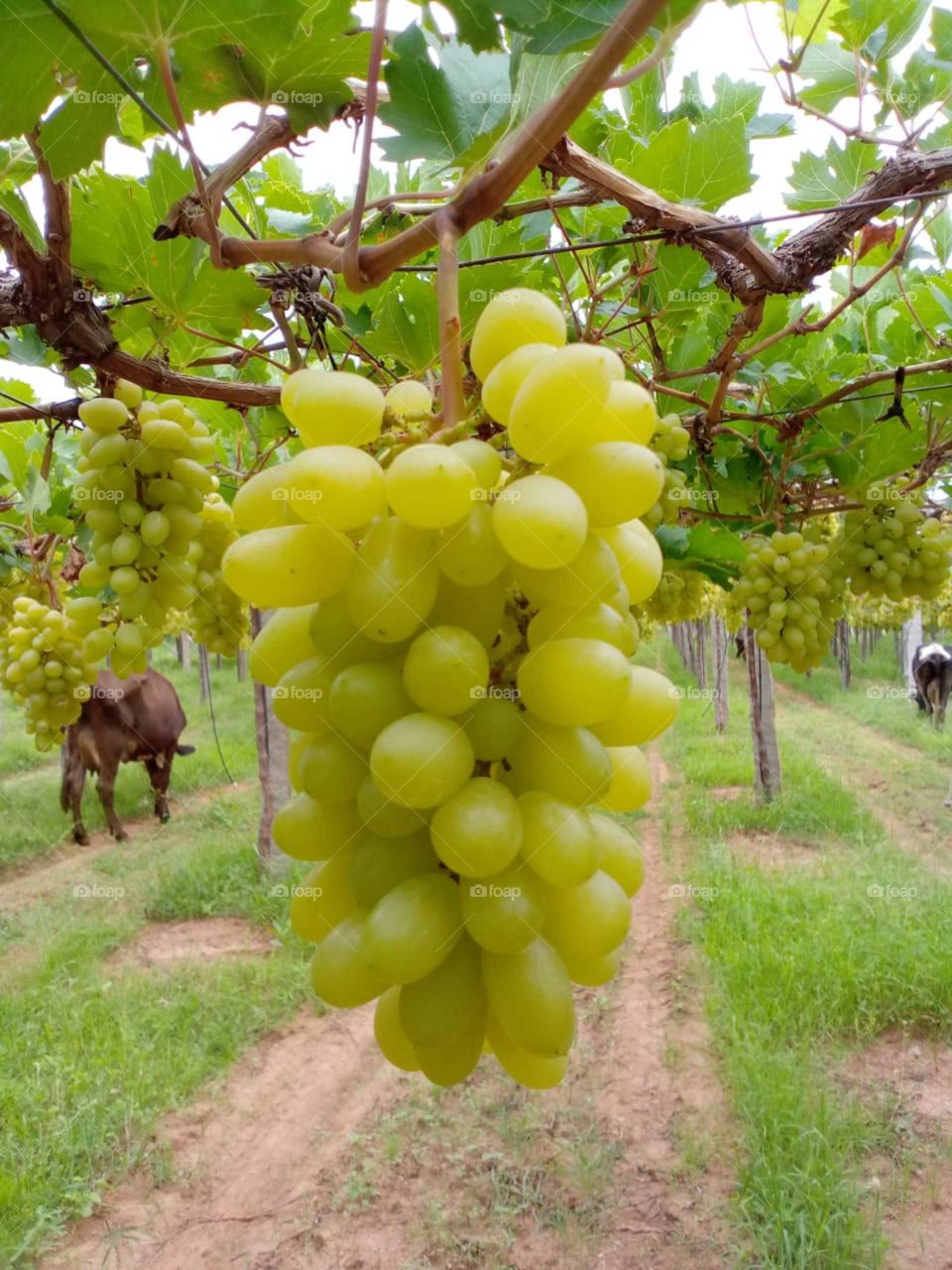grapes