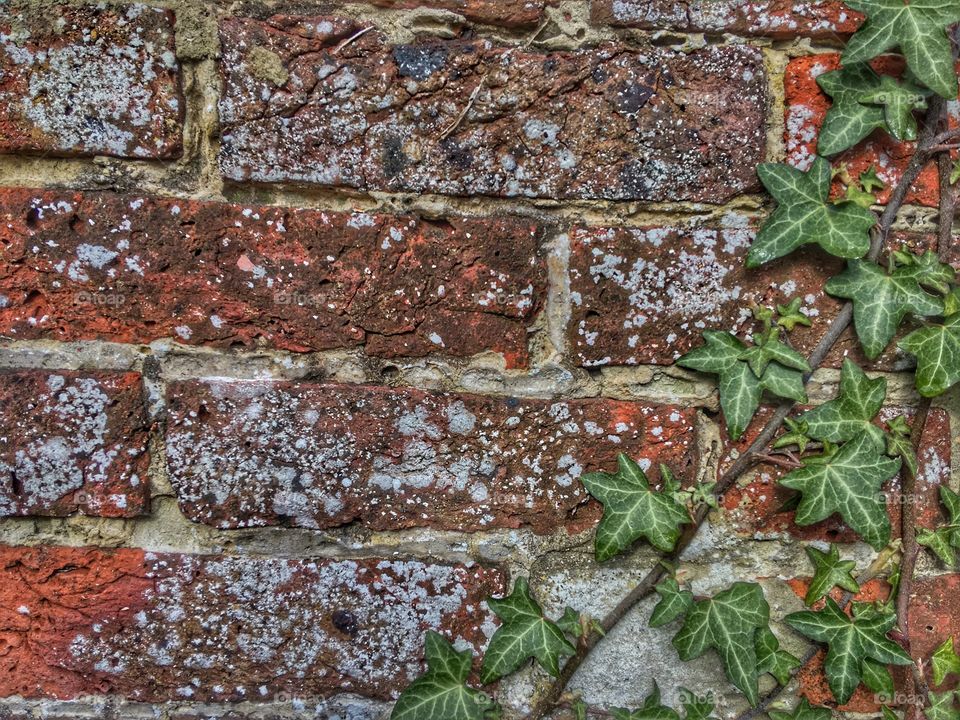 A nice contrast making the icy look nice for once the brick wall contrasting the green and showing an old vintage side to life