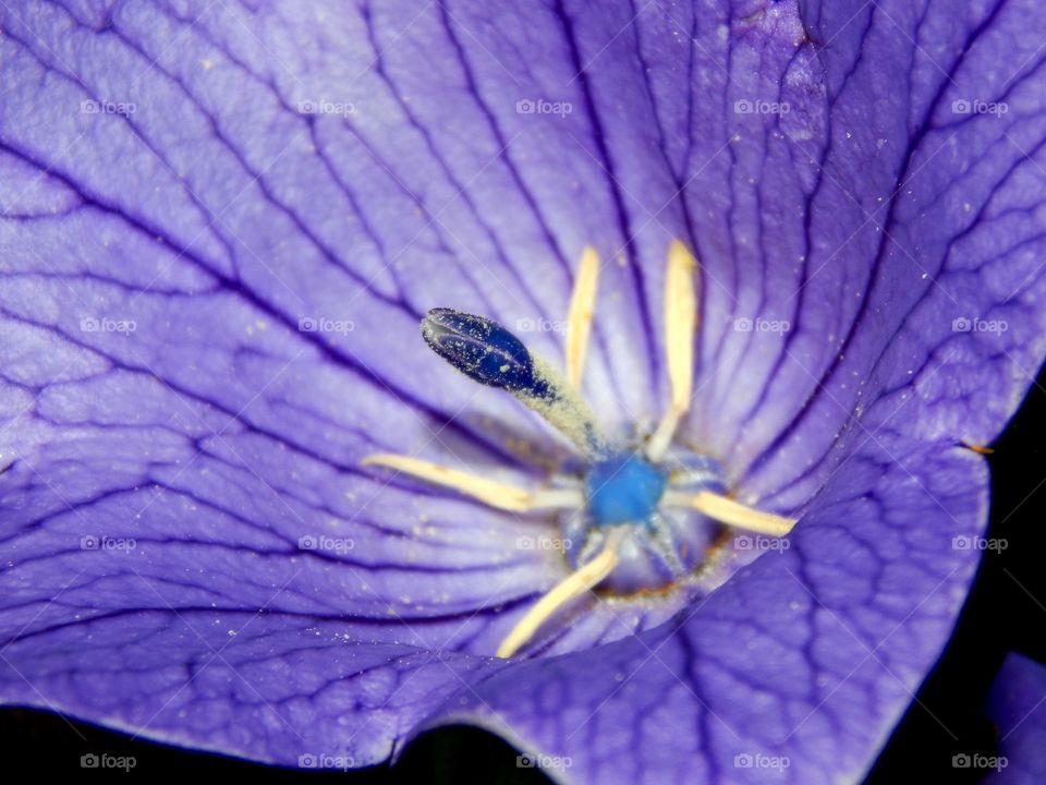 close up of a Beautiful purple and blue flower