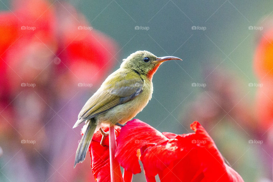 Crimson Sunbird 