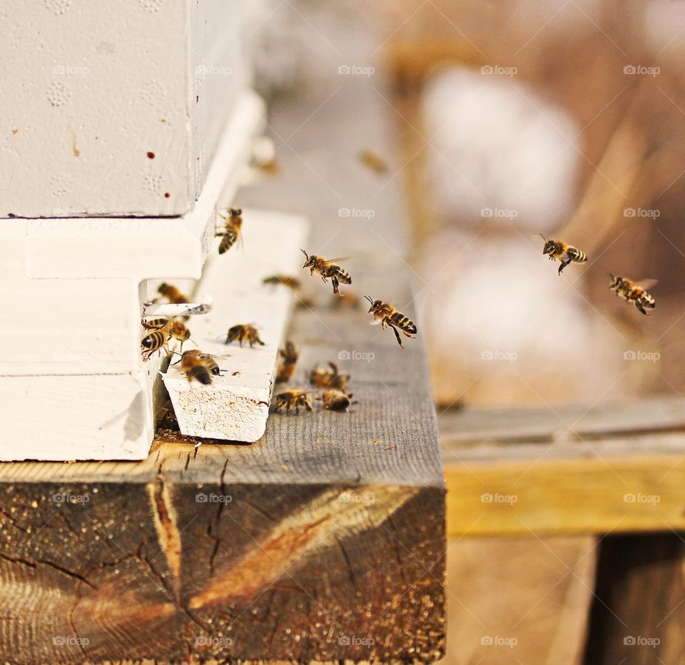 Bees on hive