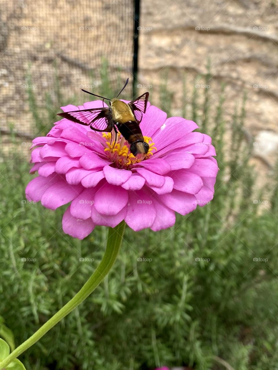 Hummingbird Clear-wing moth on pink zinnia 