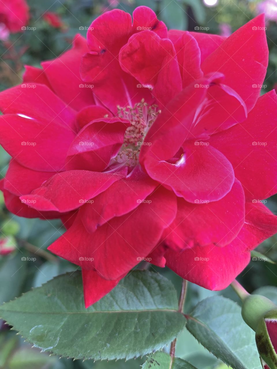 Closeup of a rose in full bloom