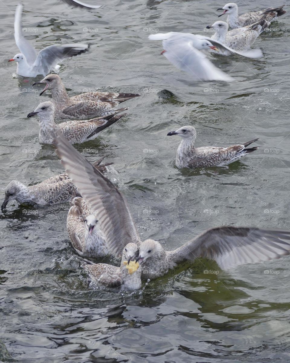 Seagulls