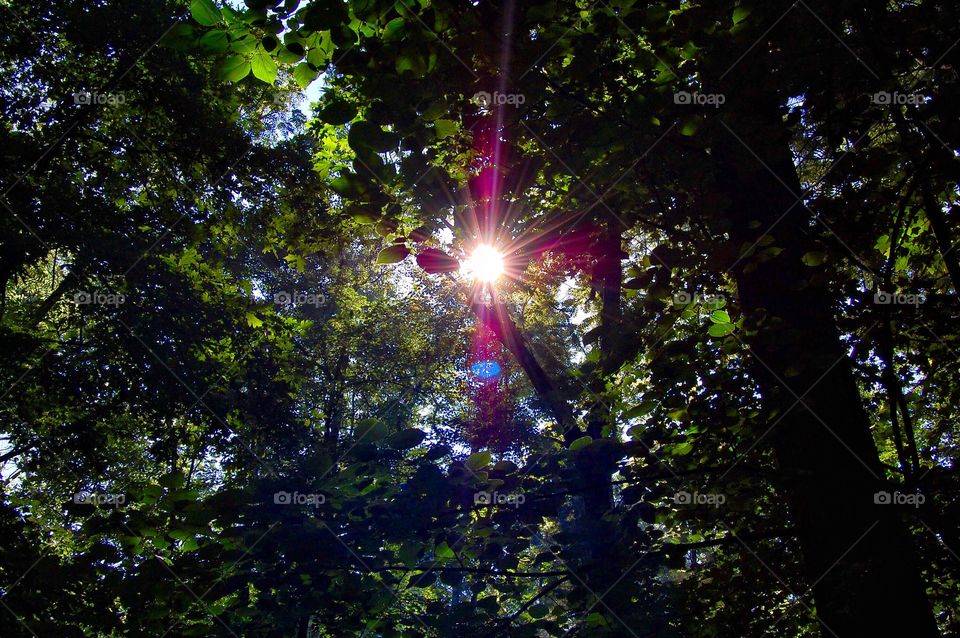 Sunlight thru the trees