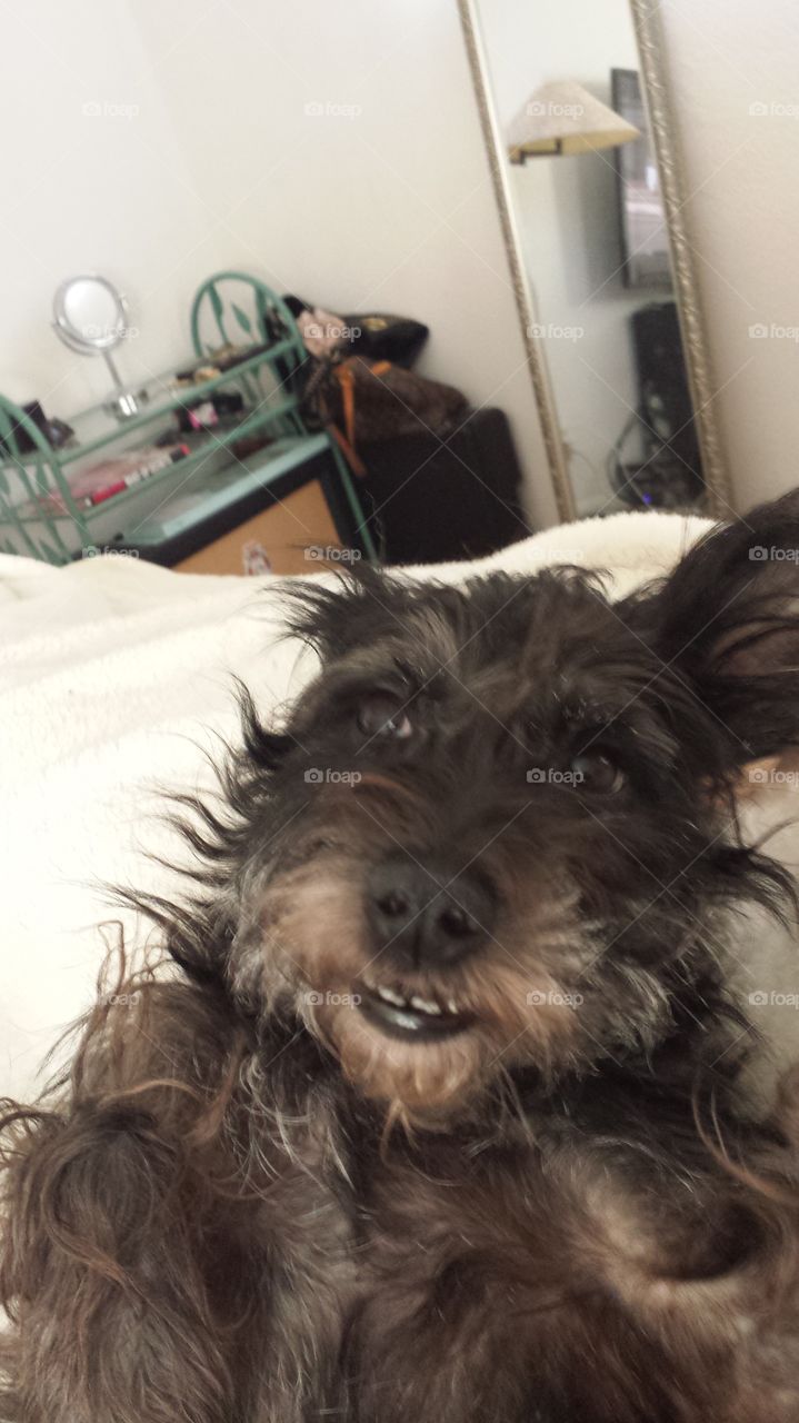 my dog fuzz smiling